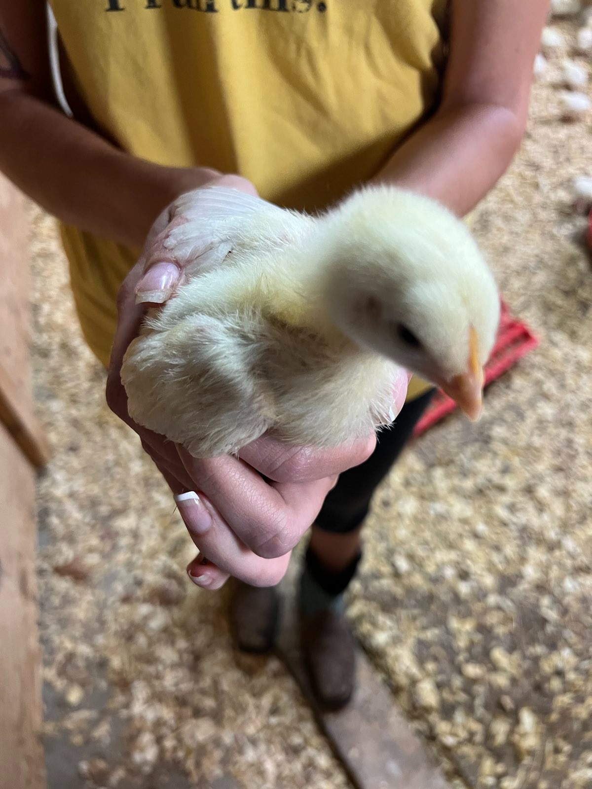 Caring for a Young Chick on What The Cluck Farms 🐣🌿