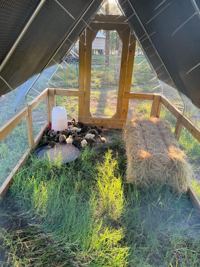 Pastured Poultry Ducklings